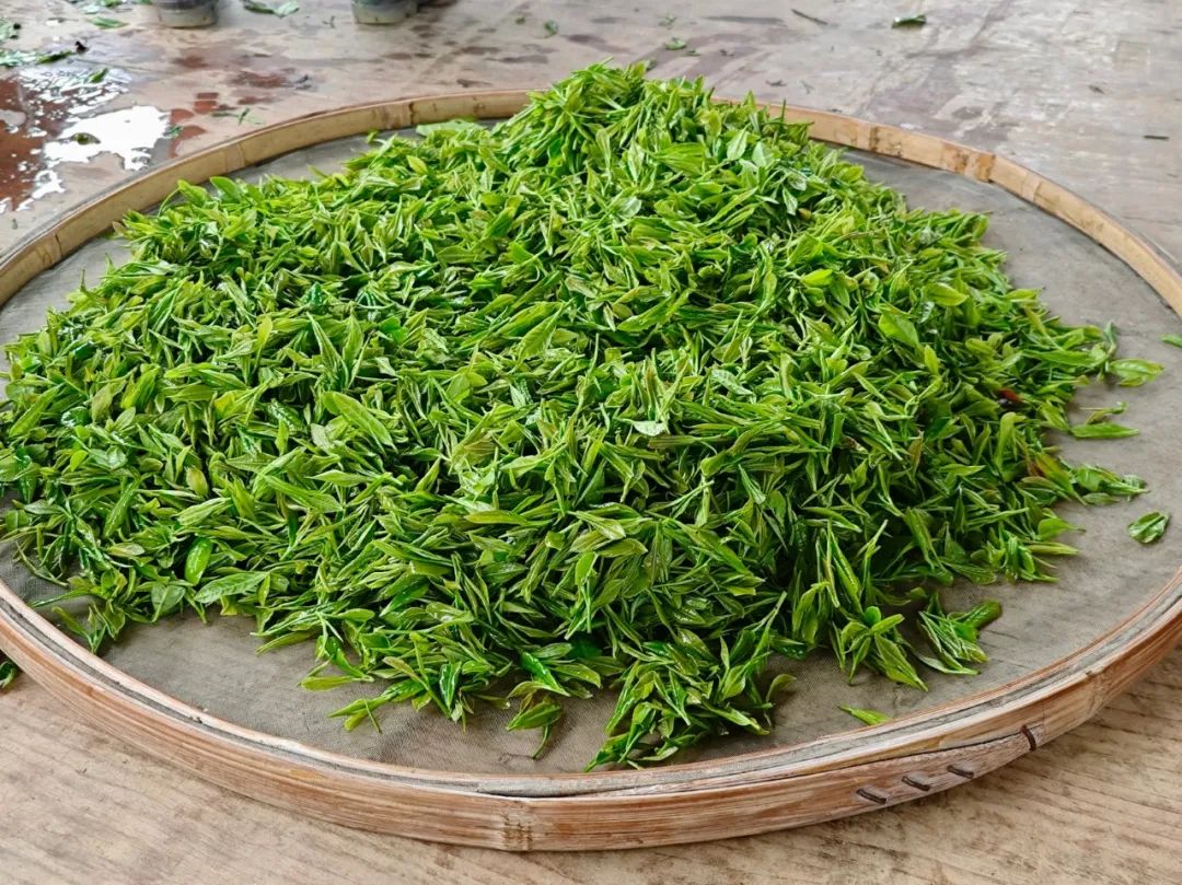 武冈农业产业发展系列报道之四：把小茶叶做成大产业(图1)