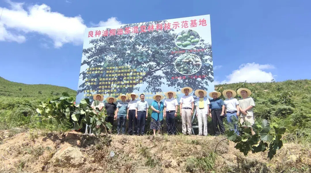 乡村振兴添新绿 武冈市良种油桐油茶混交林示范基地揭牌(图1)
