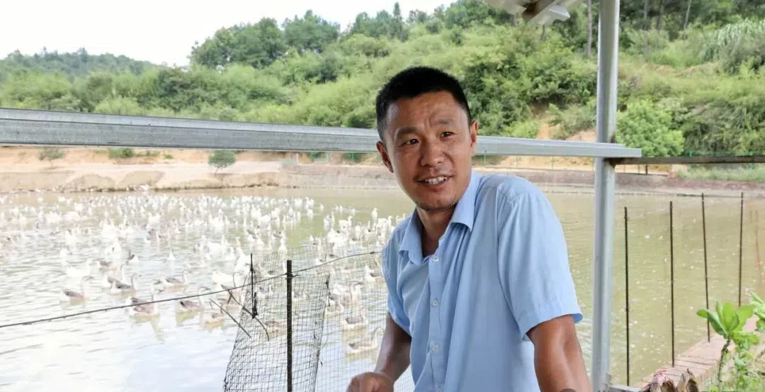 武冈农业特色产业系列报道之五：探访雅槎村“养鹅达人”的致富经(图1)