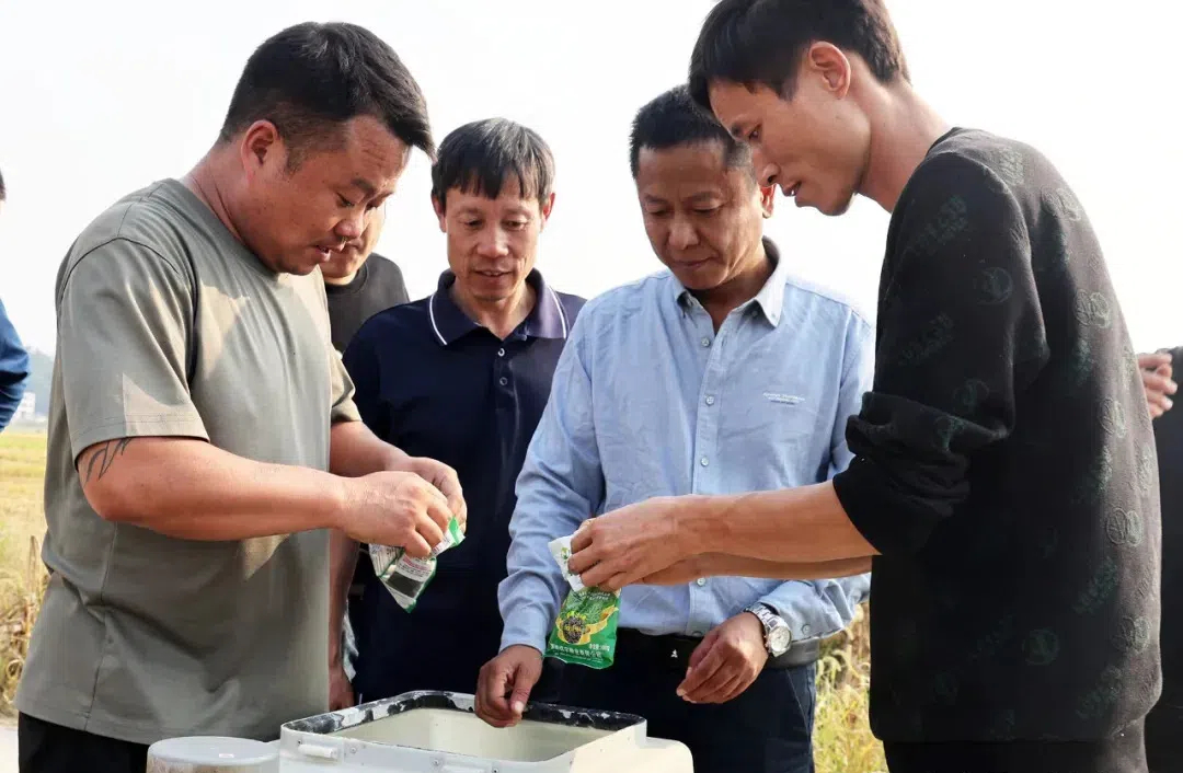武冈市多措并举力促冬种油菜高产增效(图1)