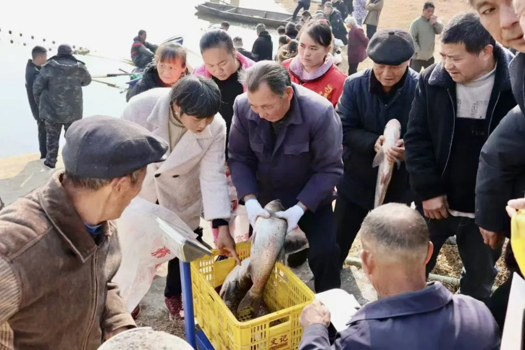 武冈：鱼跃人欢迎新年 冬捕起网庆丰收(图2)