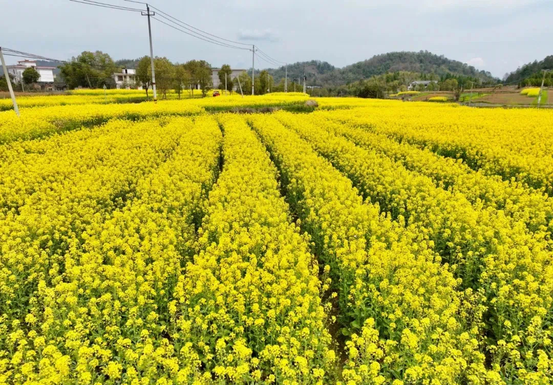 武冈:21万亩油菜花海催生春日经济新动能(图2)