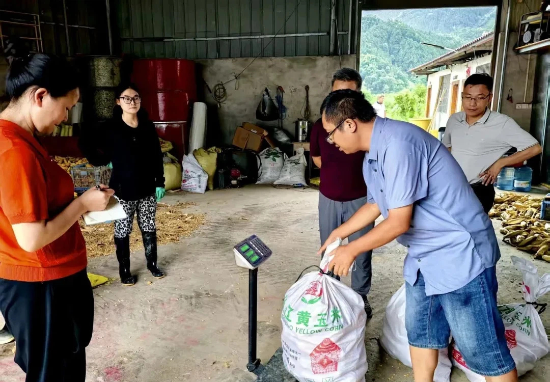 省专家测产武冈“三分地养活一个人”玉米示范片 亩产超660公斤(图1)