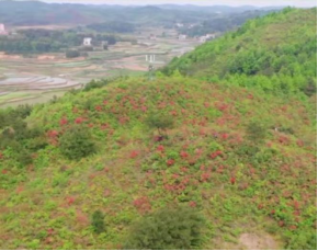 四月武冈春意好，芳菲满路映山红(图2)